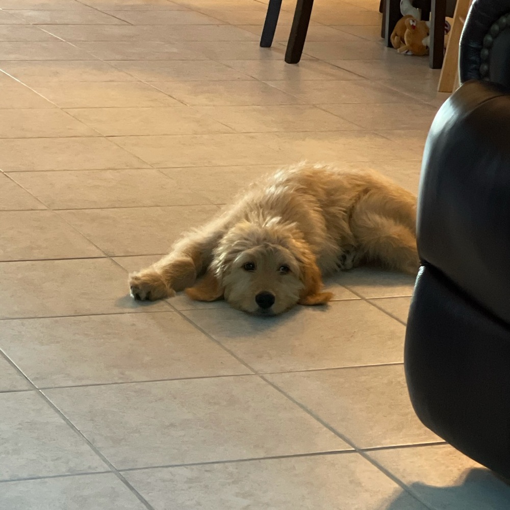 Meet your Posher, Charles